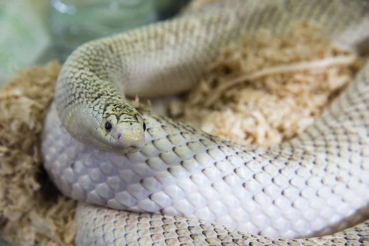 Close up of portrait danger beautiful snake.