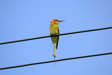 Meropidae bird on a cable with a sky background.