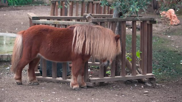 A cute small brown miniature horse rubs its head as it eats hay on a farm.