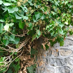 An old stone wall covered with ivy. Natural texture. Brick wall texture with ivy. Natural background.