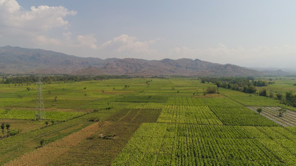 Fototapeta na wymiar aerial view agricultural farmland with sown green,corn, tobacco field in countryside backdrop mountains. agricultural crops in rural area Java Indonesia. Land with grown plants of paddy