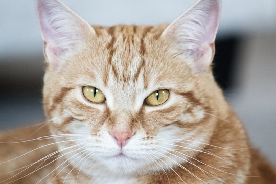 Close up image of a female ginger cat face