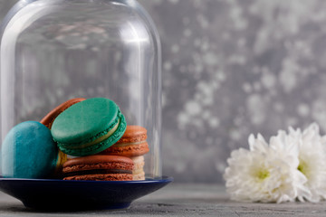 Multi-colored macarons under the glass dome and delicate chrysanthemum flowers on a gray background. Delicate macarons macarons.