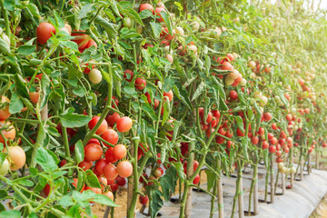 Ripe red tomatoes and colorful variety, hanging on the vine of a tomato tree in the garden.