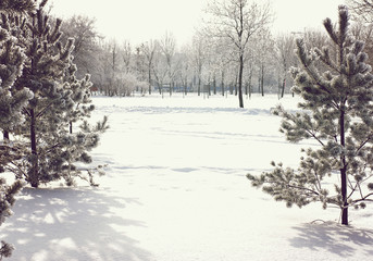 Two pines in winter with snow and copy space for your text between the trees.