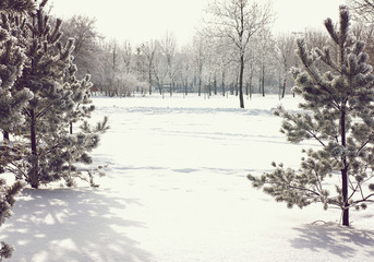 Two pines in winter with snow and copy space for your text between the trees.