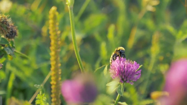 Close up of a yellow and black bee on a purple clover flower at sunset. Light shines on the back of the bee and the surrounding grass and flowers as they blow in a gentle breeze. Slow motion.