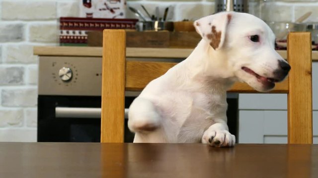 Jack Russell Terrier puppy sitting at the dinner table in the kitchen