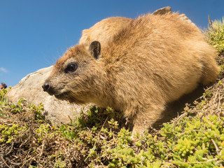 Rock hyrax in Mapungubwe National park, South Africa