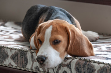 Portrait of a beagle dog