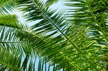 Palm trees against the blue sky, Background .