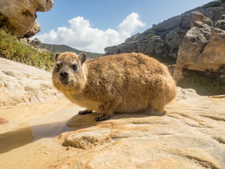 Rock hyrax in Mapungubwe National park, South Africa