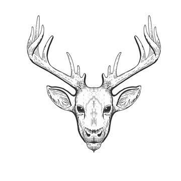 Raster vintage deer head in engraving, scratchboard style. Hand drawn illustration with animal portrait isolated on white background