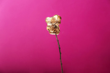 Tree branch with tasty grilled marshmallows on color background