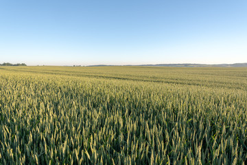 Green wheat field in summer morning.