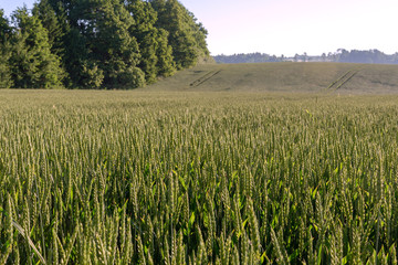 Green wheat field in summer morning.