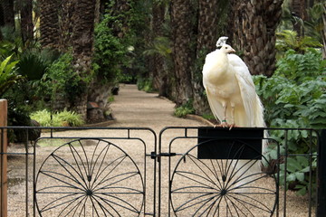 Llamativo y ex&oacute;tico ejemplar de pavo real con plumas blancas
