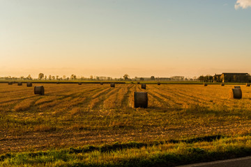 Obraz premium Pavia, Italy - landscape of corn fields
