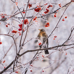 bird on a tree in winter among red rowan