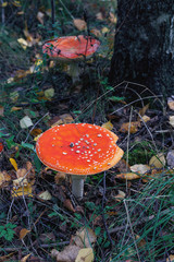 beautiful fly agaric in the forest among the autumn grass
