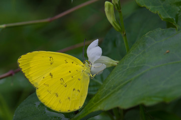 butterfly on flower