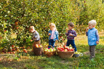 Close view of kids with baskets full of apples
