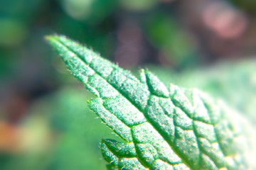 Natural green nettle leaf background macro image blurred
