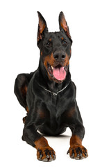 Doberman isolated on white background