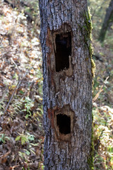 Modern ecology and disease forest.