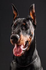 Doberman Pinscher portrait on black.