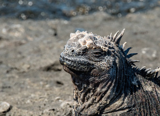 Marine iguana in the sun of Santiago Island in Galapagos