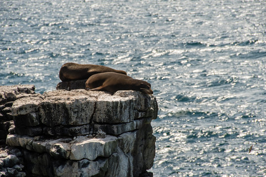 Two Sea Lions Sleep On A Cliff Of Espanola Island