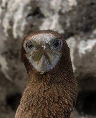 Booby eyes.