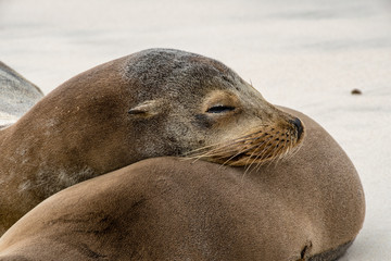 Sea lion sleeps leaning on his partner's back