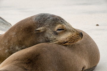 Fototapeta premium Sea lion sleeps leaning on his partner's back