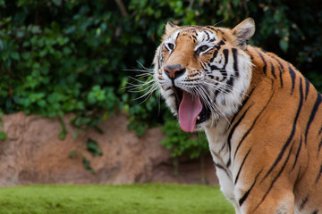 Tiger yawning