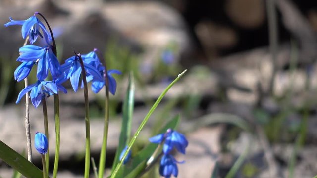 Blue snowdrop spring flower with green leaves i  close up in the wood.