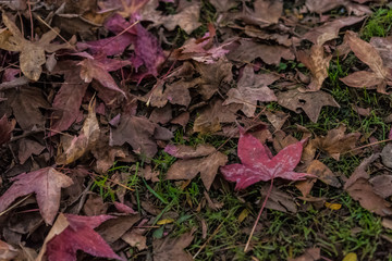 Milan, Italy Indro Montanelli park, autumn leaves