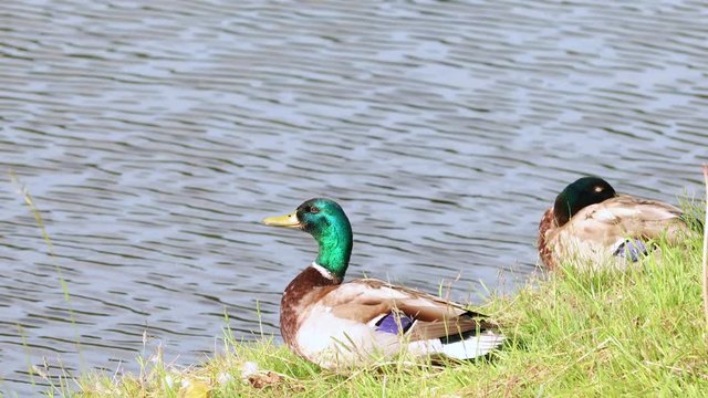 Ducks swim in the river. Family of Mallards on pond