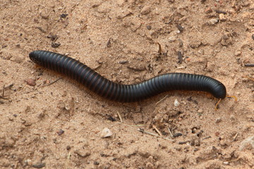 Millipede in Kruger National park in South African Republic in Africa