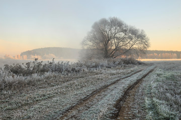 trees and grass in the frost by the river