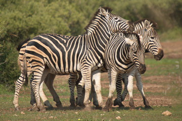 Fototapeta na wymiar Three zebras in Kruger National park in South African Republic in Africa