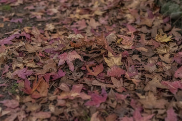 Milan, Italy Indro Montanelli park, autumn leaves