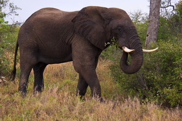 Fototapeta na wymiar Elephants in Kruger National park in South Africa