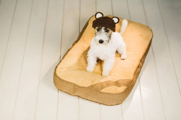 Cute Jack russell terrier in funny knitted hat sitting calm on dog bed on white wood floor background at home.
