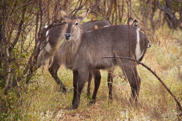 Waterbuck in Kruger National park in South African Republic in Africa