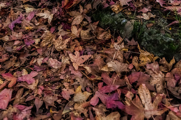 Milan, Italy Indro Montanelli park, autumn leaves