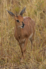 Steenbok in Kruger National park in South African Republic in Africa