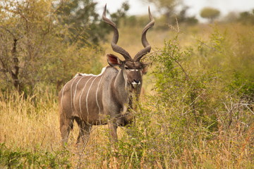 Naklejka na ściany i meble Greater kudu in Bwabwata National Park in Namibia in Africa