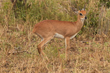 Naklejka na ściany i meble Steenbok in Kruger National park in South African Republic in Africa